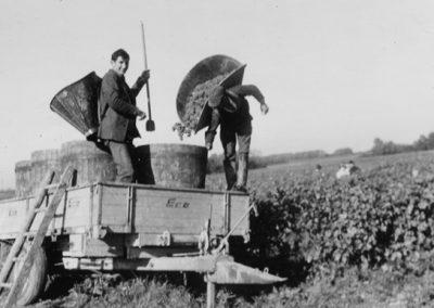 vendanges messemé