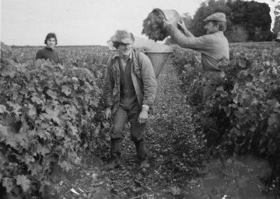 vignes viticulteurs saumur